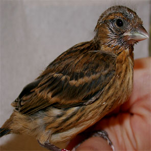 several birds flying in outside aviary taking bath