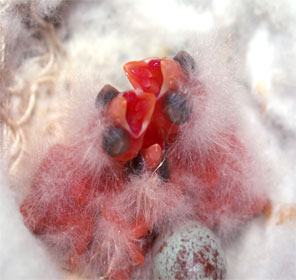 red bronze in flight