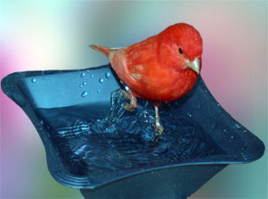 several birds flying in outside aviary taking bath