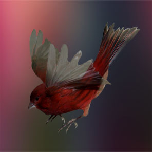 red bronze in flight