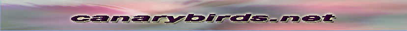 canarybirds.net