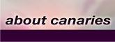 about canaries