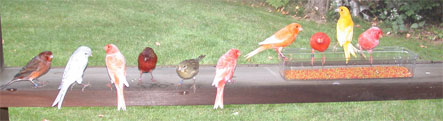 several color bred canaries at a picnic