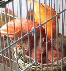 red bronze in flight