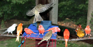 several birds flying in outside aviary taking bath